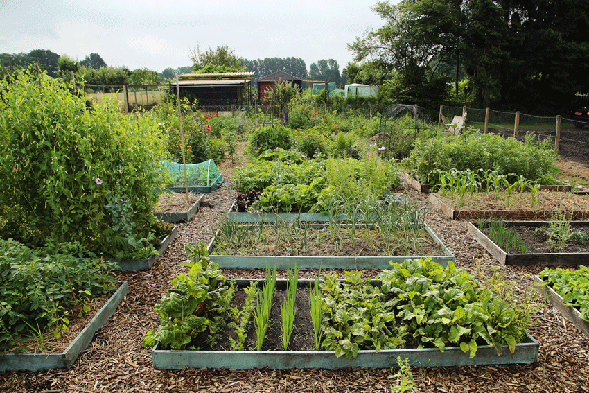 Vers uit de Westerveldse tuin