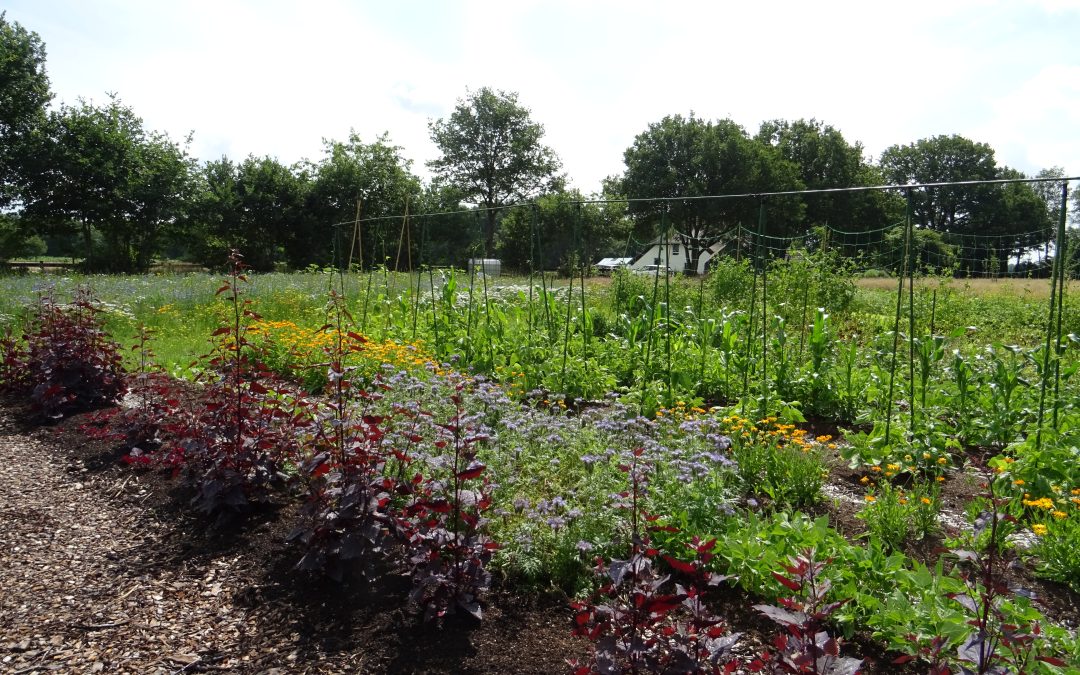 Lezing Eetbare planten – smullen uit je eigen tuin